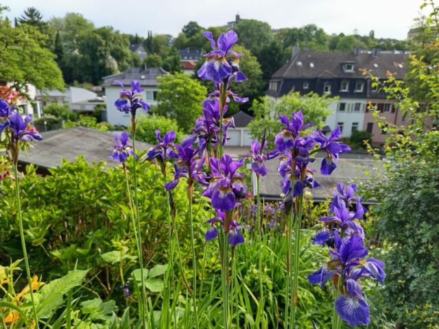 IMG_20260529_090404